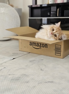 Amazon̔