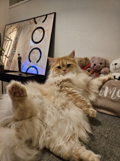 ̕