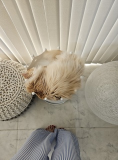 Ȓ