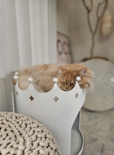 ɔ~JĂƎvĂ