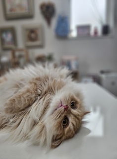 ɂȂƎv