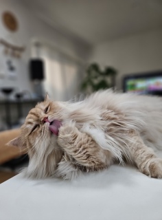 l̃}}B^