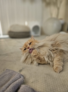 ыʂ炯