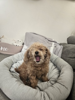 낵