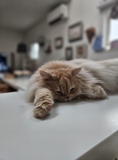 |āAƂɂ