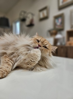 }}`