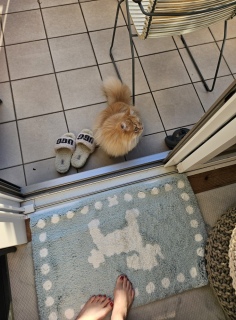 �v���Ԃ��