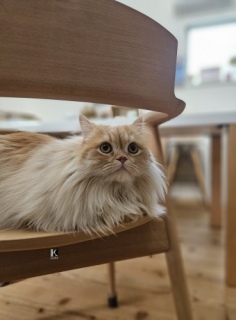 ͂悤