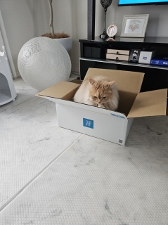 葧q