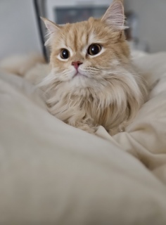 ���₷�݂Ȃ���