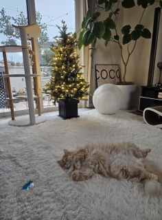 �J���~���Ă���