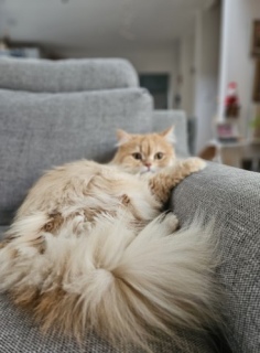 �s���N�ɂ�