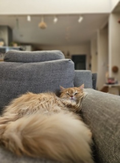 �s���N��