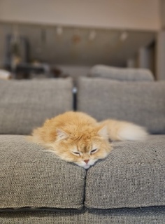 �P���񉻂����A�s���N