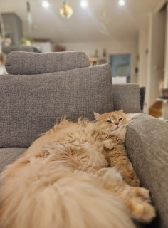 �܂��A���T��