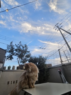 �ɂ�񂱐���