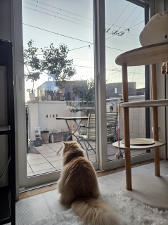 ������̕���365��