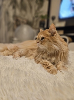 �����́A����S���t