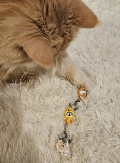 �����̃K�`�����~�܂�Ȃ�