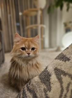 ������̃s���N