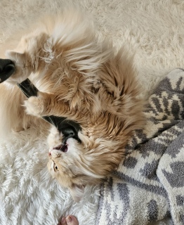 ���A�����ȁ[