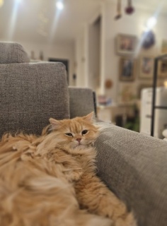 �Ȃ񂩁A���̒��i�C�����ɂ�[