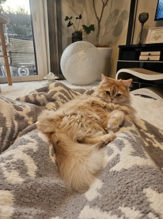 �s���N�́A�v���Ԃ��