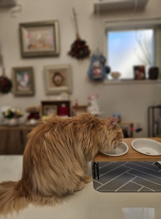 �s���N�V�����v�[�I���