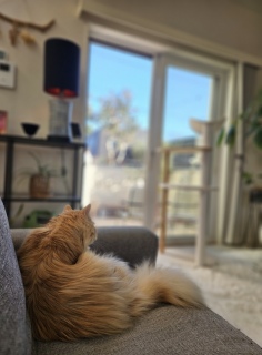 �����Q�ɂ͂���炵�[