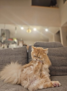 ������ԃT���L���[