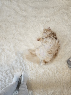 ������̐�����