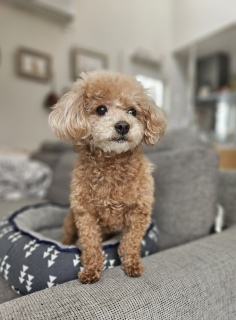 �e�f�B�����