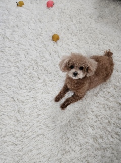 �����炵��