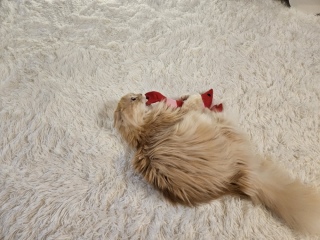 �������A��������