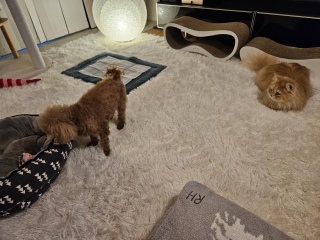 ��������Ⴂ