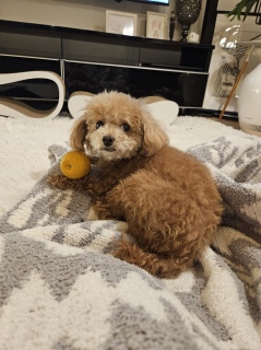 �J�V�E�G�A�D����