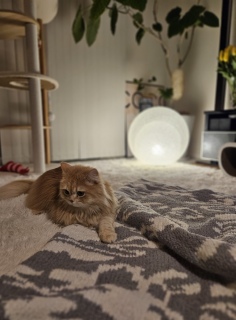 ������̕���