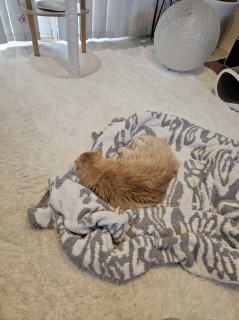 �����ɂ�[