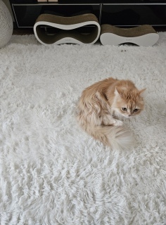 �䂪�Ƃ̍Ő���