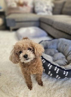 �e�f�B�����