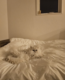 ���̂܂ܐQ�܂�