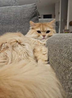 �ǁ[���A�s���N�ł�