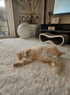 �g�[��Ƃ��A�C�ɂ��Ȃ�