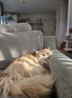 �s���N�ɂȂ肽��