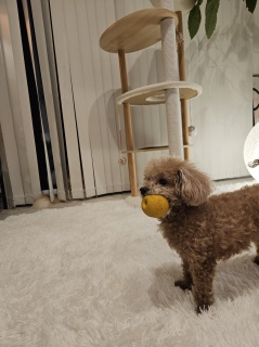 ���F�̃{�[��