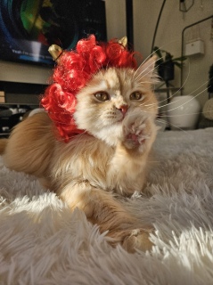 �����̖�