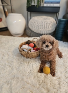 �ǁ[���A�e�f�B�����ł�