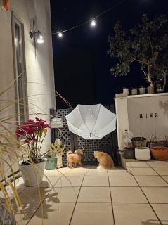 ���U���ɏo����