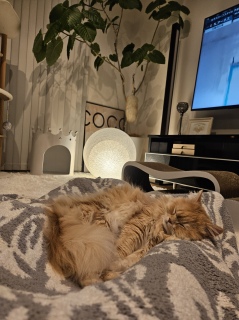 �I�����s�b�N����Ȃ��ɂ�