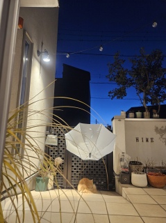 4:30�ɋN����